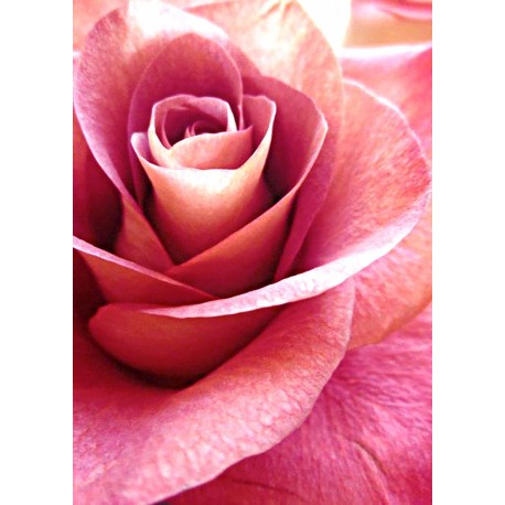 Deimantinis paveikslas Pink Rose WD019 27*38 cm