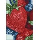 Deimantinis paveikslas Fresh Berries WD050 20*30 cm