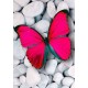 Deimantinis paveikslas Pink Butterfly WD054 20*30 cm