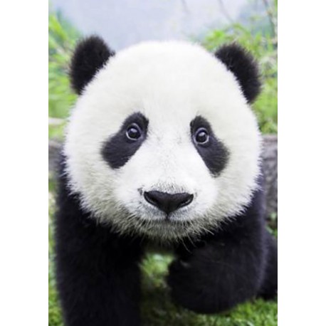 Deimantinis paveikslas Curious Panda WD074 20*30 cm