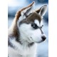 Deimantinis paveikslas Snow Dog WD088 27*38 cm