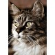Deimantinis paveikslas Cat at Home WD212 20*30 cm