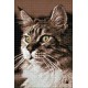 Diamond painting kit Cat at Home WD212