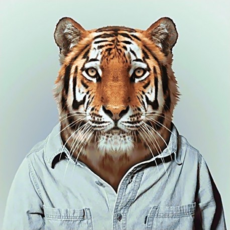 Deimantinis paveikslas Mr Tiger WD258 38*38 cm