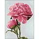 Deimantinis paveikslas Pink Peony WD276 15*20 cm