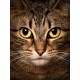 Deimantinis paveikslas Wise Cat WD280 15*20 cm