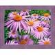 Deimantinis paveikslas Purple Chamomiles AZ-1702 40x30cm