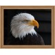 Deimantinis paveikslas Bald Eagle AZ-1714 40_30cm