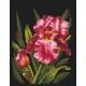 Velvet Iris SANB-15 - Cross Stitch Kit by Andriana