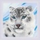Snow Leopard siuvinėjimo rinkinys iš RIOLIS Nr.: 1886