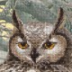 Eagle Owl - Cross Stitch Kit from RIOLIS Ref. no.:0038 PT