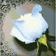 Diamond painting White Rose AZ-24 Size: 22х24