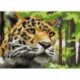 Paint by number kit: Leopard in the forest 16.5x13 cm MINI110