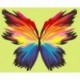 Paint by number kit: Rainbow Butterfly 16.5x13 cm MINI063