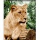 Tapybos pagal skaičius rinkinys: Lioness 40x50 cm H151