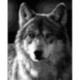 Tapybos pagal skaičius rinkinys: Silver wolf 40x50 cm F015