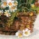 Russian Daisies - Cross Stitch Kit from RIOLIS Ref. no.:1478