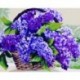 Paint by number kit: Lilac bouquet kit 40x50 cm T325