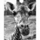Tapybos pagal skaičius rinkinys: F010 Curious giraffe 40*50
