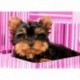 Diamond painting kit Yorkshire Terrier in Pink Box WD2418