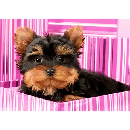Diamond painting kit Yorkshire Terrier in Pink Box WD2418