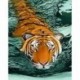 Deimantinis paveikslas Tiger Waters WD2413