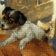Foal and Puppy - Cross Stitch Kit from RIOLIS Ref. no.:0052 PT