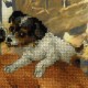RIOLIS: Siuvinėjimo rinkinys su ant medžiagos atspaustu piešiniu „Kumeliukas ir šuniukas“ 0052 PT (30x30 cm)