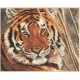 Alisa Siuvinėjimo rinkinys "Tigras" 1-08 (35x28 cm)