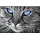 Blue-Eyed Cat 30х20 Deimantinio Paveikslo komplektas Cs2517