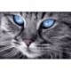 Blue-Eyed Cat 30х20 Deimantinio Paveikslo komplektas Cs2517