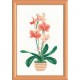 Yellow Orchid  - Cross Stitch Kit from RIOLIS Ref. no.:1161