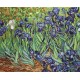 Irises, reproduction of Van Gogh SB444