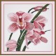 Orchid S762