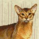 Abyssinian Cats cross stitch kit by RIOLIS Ref. no.: 1671