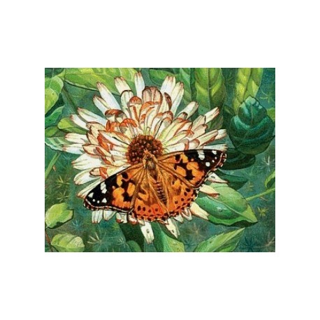 Deimantinis paveikslas Butterfly on the Flower AZ-1205 Dydis: 50х40