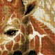Giraffes siuvinėjimo rinkinys iš RIOLIS Nr.: 1697