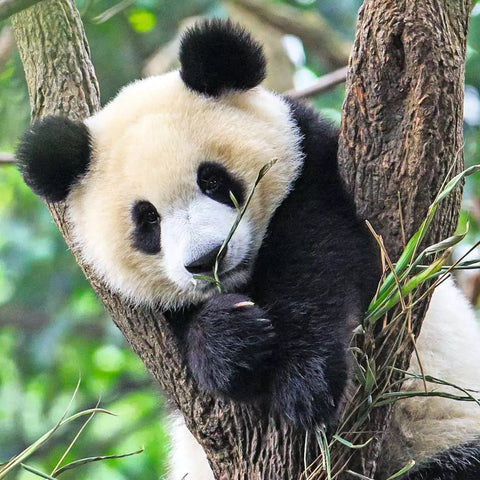Ravensburger 3 dėlionės „Panda, liūtas ir tigras“, 3×49 det., nuo 5 m.