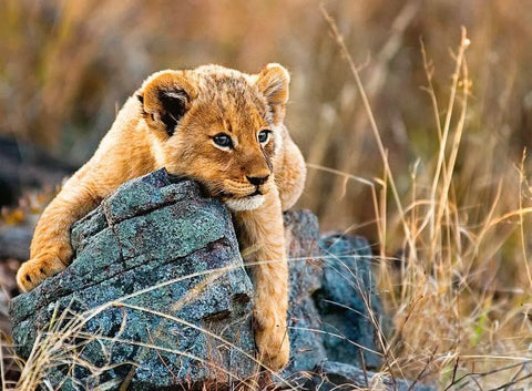 Ravensburger XXL dėlionė „Mažasis liūtas“, 200 det., nuo 8 m.
