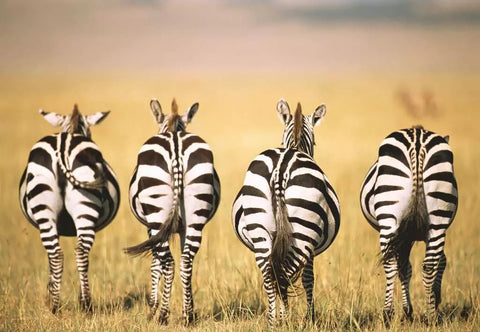 Ravensburger dėlionė „Zebrai savanoje“, 300 det.
