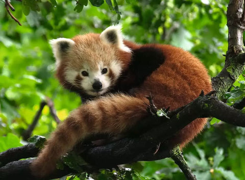 Ravensburger dėlionė „Raudonoji panda“, 500 det.