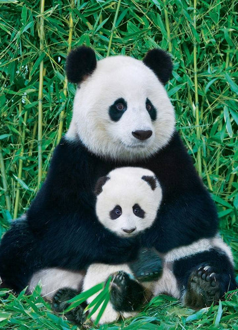 Dėlionė Panda su jaunikliu, EuroGraphics, 1000 detalių