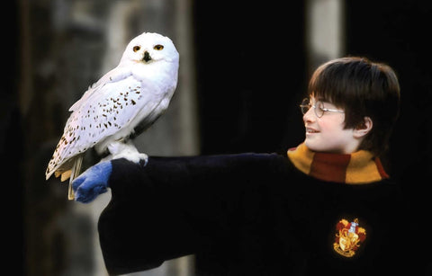 Gryffindor šalikas raudona–geltona, universalaus dydžio ant pečių, filmo stiliaus aksesuaras šalia baltos pelėdos
