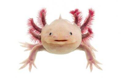 Spaudomas pliušinis aksolotlis squishy 7 cm – streso žaislas