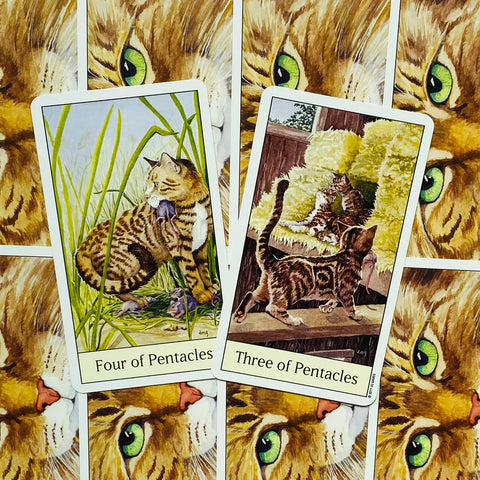 Tarot kortos katės tematikos, dvi atverstos kortos (Keturi pentakliai, Trys pentakliai) ant katės nugarėlių, iš arti