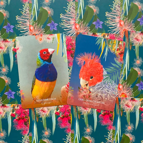 kortelių rinkinys su spalvingomis Gouldian Finch ir Gang‑gang cockatoo iliustracijomis ant žydro gėlių fono