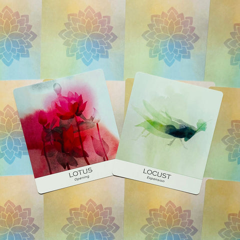 Orakulo kortos: raudona Lotus (Opening) ir žalia Locust (Expansion) variantai atidengtos plokščiu kampu ant pastelinio lotoso fono