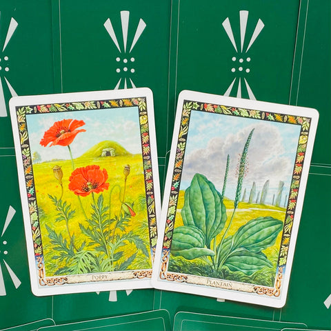 tarot kortos, dvi iliustruotos botaninės kortos – aguona ir lopūstas, priekinis kampas, kolekcijos variantas