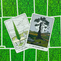 tarot kortos, dvi atverstos kortos (The Cemetery ir The Hanging Tree) iš arti, matyti priekinės iliustracijos ir ryški žalia nugarėlė