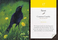 Common Grackle korta — juodas žvilgantis paukštis pievoje su pienių žiedais, informacinis tekstas „Strut“, nr. 17, 3rd Chakra